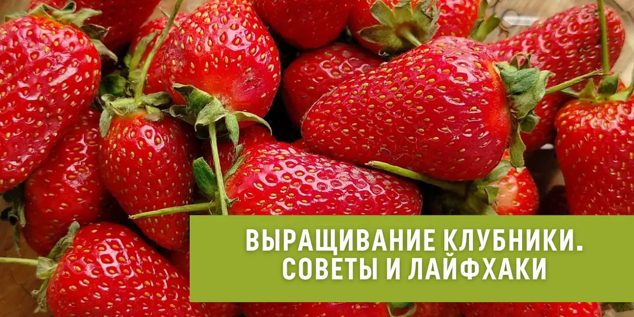 Выращивание клубники как бизнес