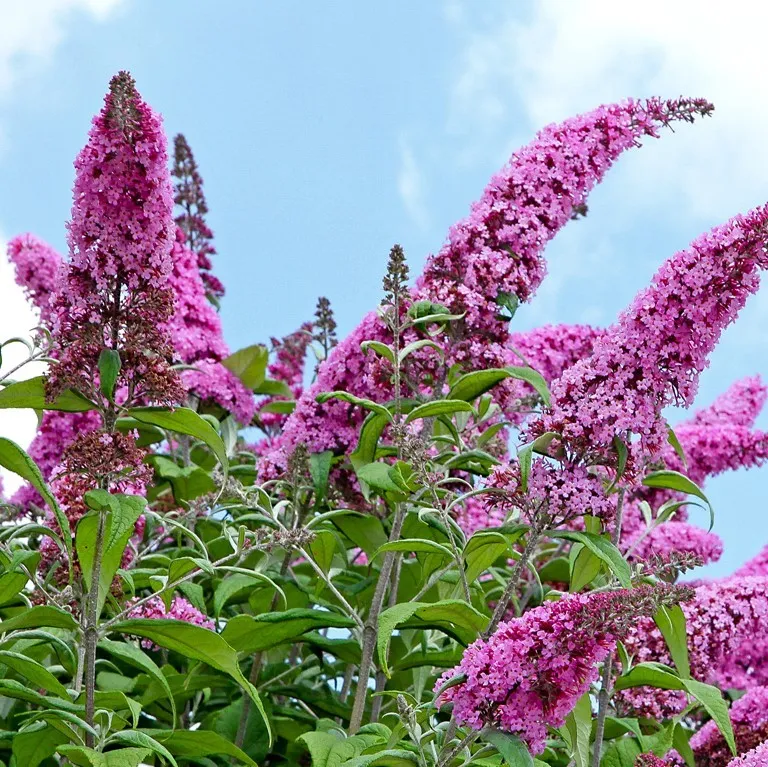 Буддлея Давида Фасинейтинг. Буддлея Давида Buddleja davidii. Буддлея Pink Delight. Буддлея Давида сорта.