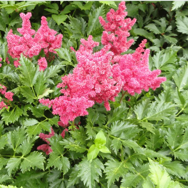 Астильба Арендса (Astilbe arendsii Spinell