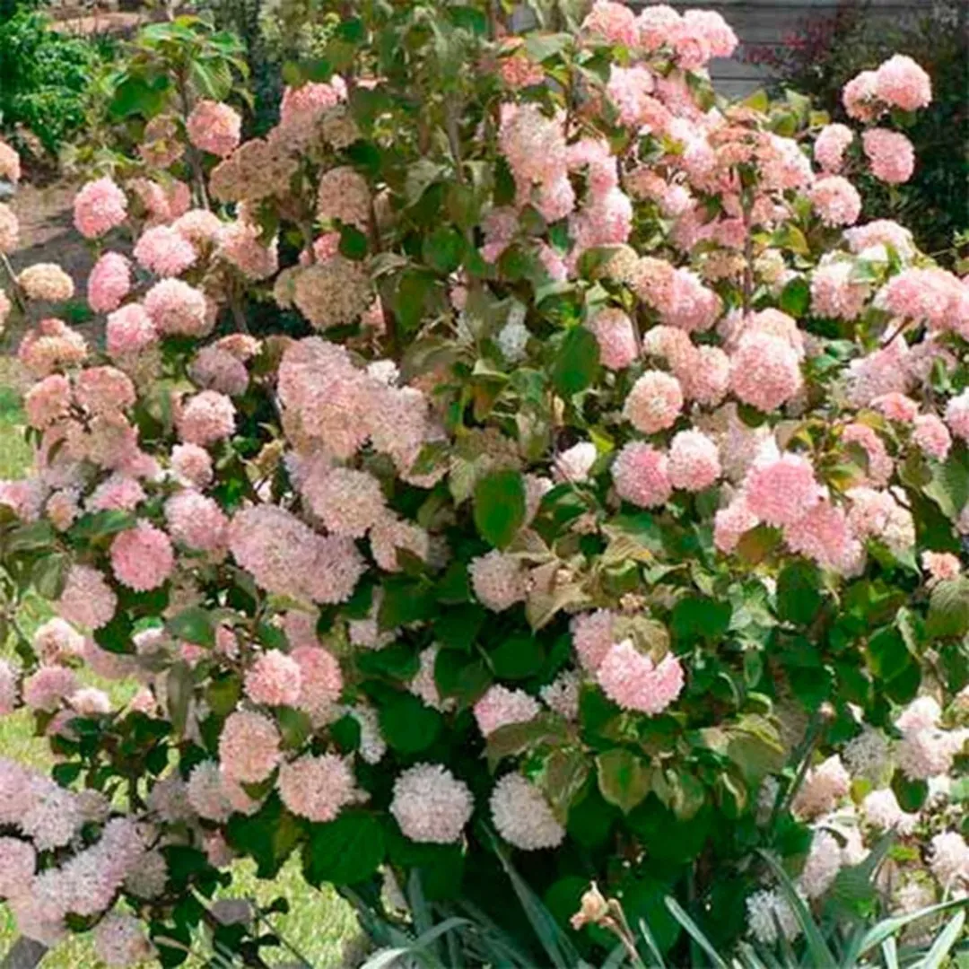 Популярные сорта розовой калины