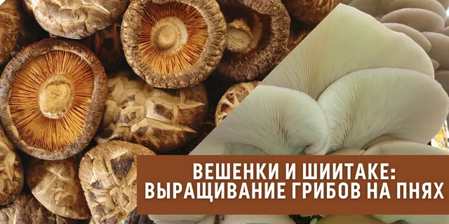 Вешенки и Шиитаке: технология выращивания грибов из мицелия на пнях 