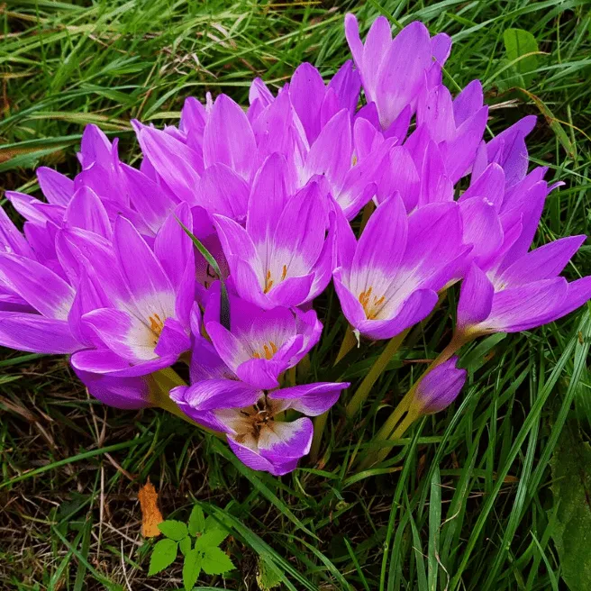 Безвременник великолепный Colchicum speciosum Stev