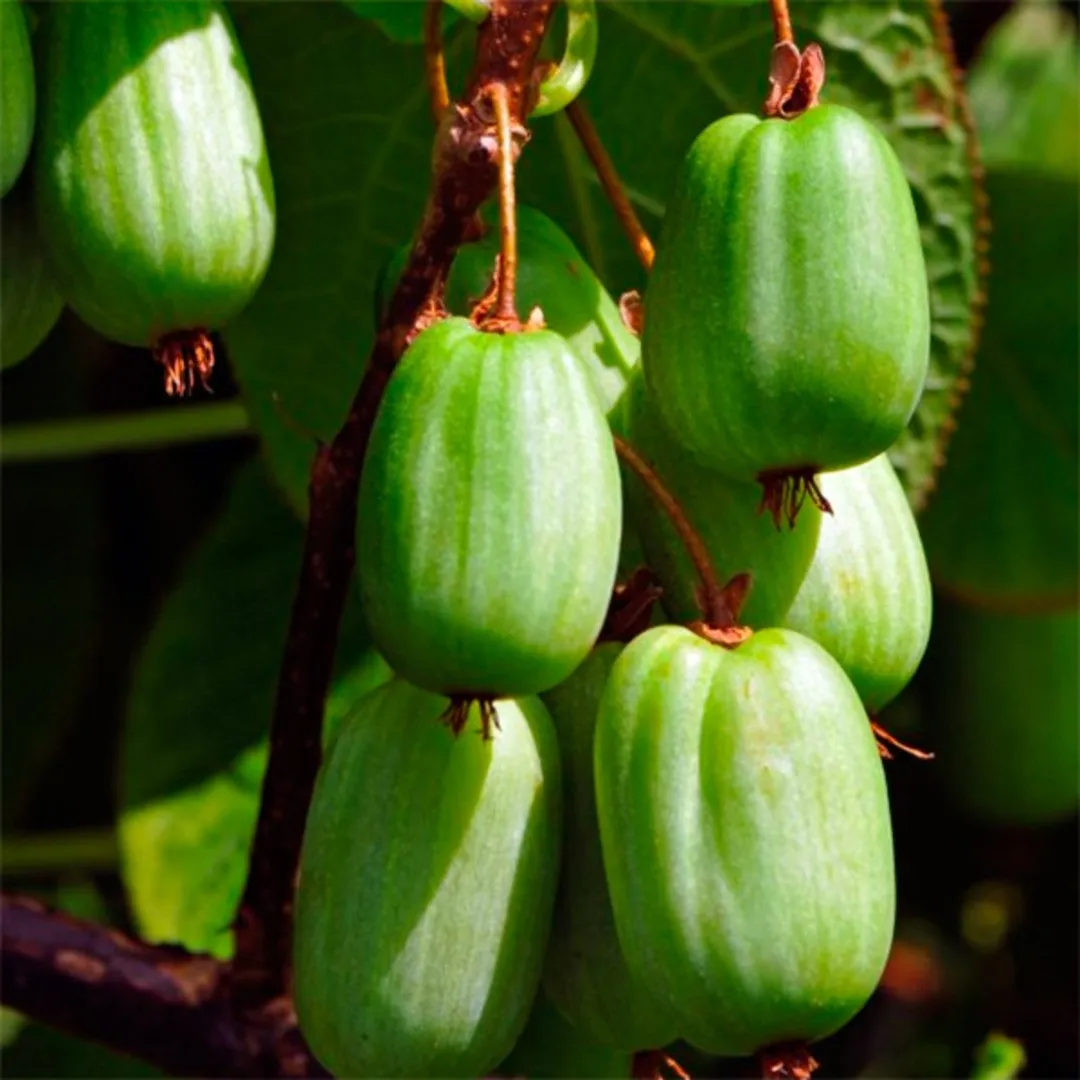 Актинидия коломикта женская. Актинидия коломикта. Актинидия коломикта (Actinidia kolomikta). Актинидия Сентябрьская. Актинидия коломикта "Сентябрьская"(жен).