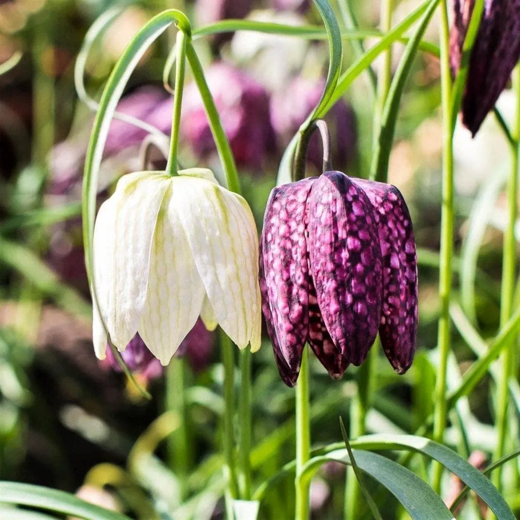 Сорта рябчиков. Рябчик шахматный Fritillaria meleagris. Рябчик шахматный мелеагрис микс. Фритиллярия мелеагрис смесь.