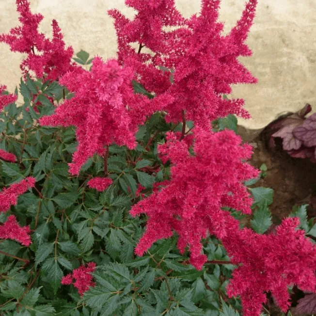 Астильба Арендса (Astilbe arendsii Spinell