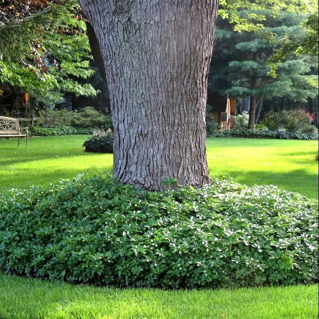 Пахизандра верхушечная Green Carpet. Пахизандра верхушечная Green Sheen. Пахизандра верхушечная Грин карпет. Пахизандра верхушечная ( Pachysandra terminalis).