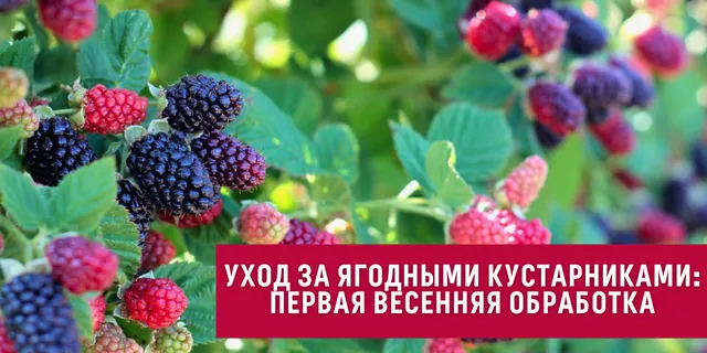 Уход за ягодными кустарниками: первая весенняя обработка