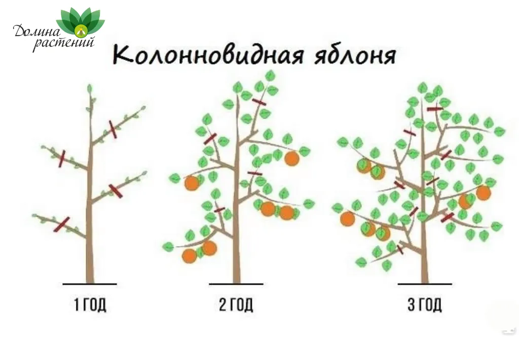 Лучший способ уберечь от мороза саженцы яблони🍏🌿