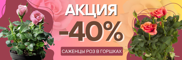 розы - 40% розы - 40%