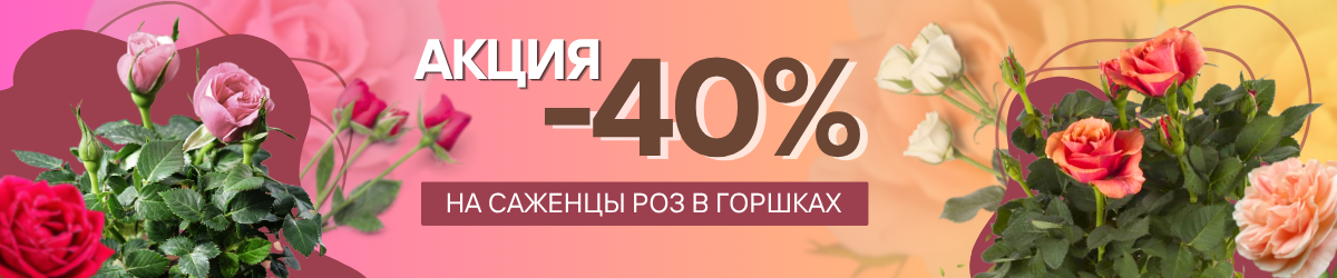 розы - 40% розы - 40%