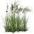 Травы Декоративные