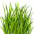 Газонные травы