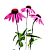 Эхинацея (корневища)