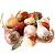Луковицы и клубнелуковицы Цветов